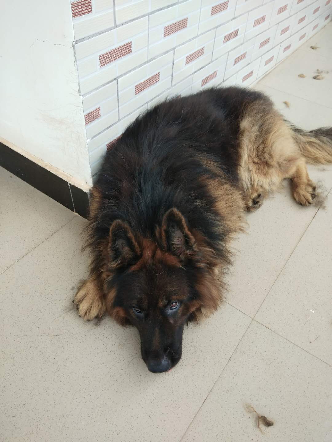 科技重塑牧羊犬市场，最新长毛牧羊犬价格及未来生活体验展望