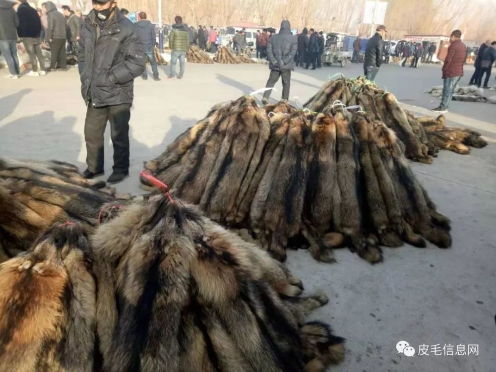 昌黎貉子皮价格行情解析及市场分析