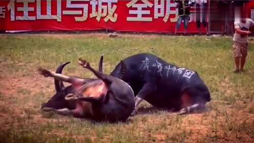 斗牛比赛现场悲剧，死亡与反思