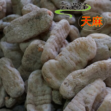 野生天麻价格揭秘，探寻自然美景中的探险之旅