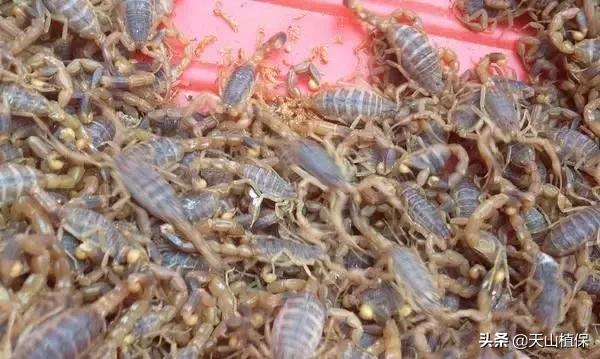 安国房屋最新出售信息汇总