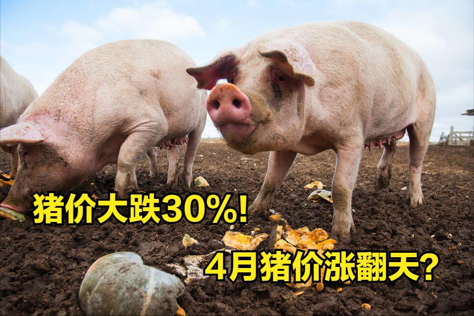 全国猪价行情最新行情